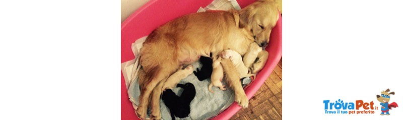 Cucciolata Golden-Labrador Retriver - Foto n. 1