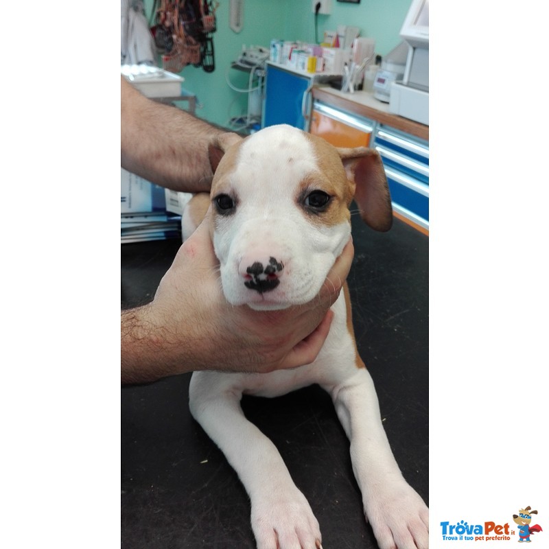 Disponibili Cuccioli di Amstaff - Foto n. 7