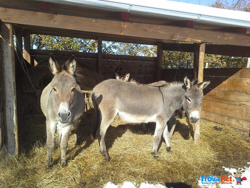 Asinelli Amiatini per pet Terapy e Fattorie - Foto n. 5