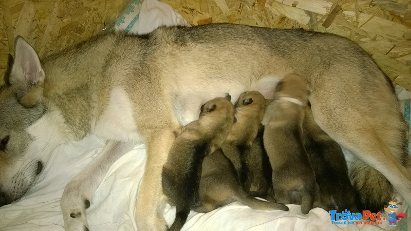 Cuccioli di cane lupo Cecoslovacco - Foto n. 3