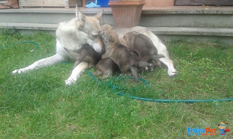 Cuccioli di cane lupo Cecoslovacco - Foto n. 6