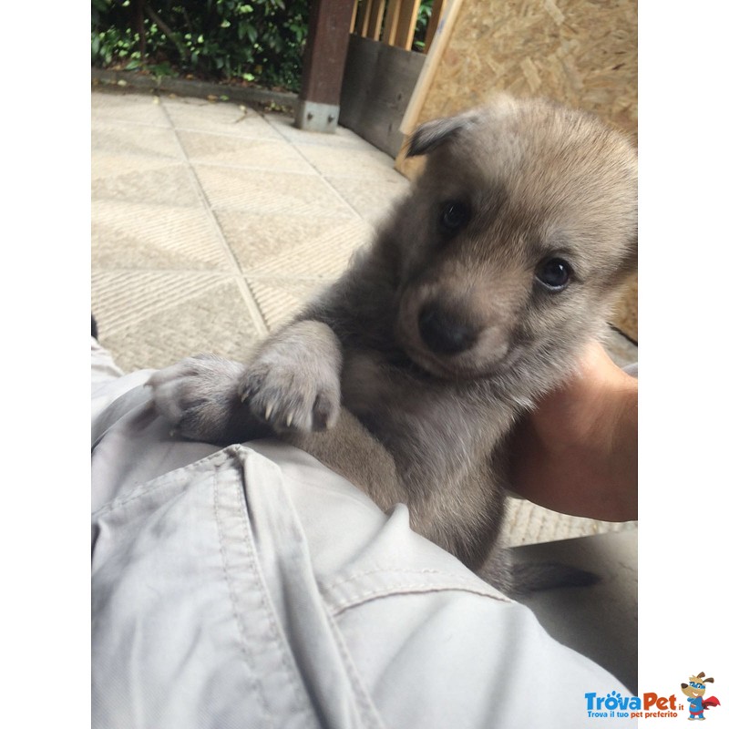 Cuccioli di cane lupo Cecoslovacco - Foto n. 8