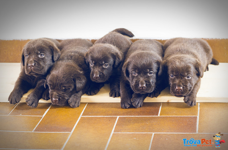 Cuccioli Labrador Retriever - Foto n. 1