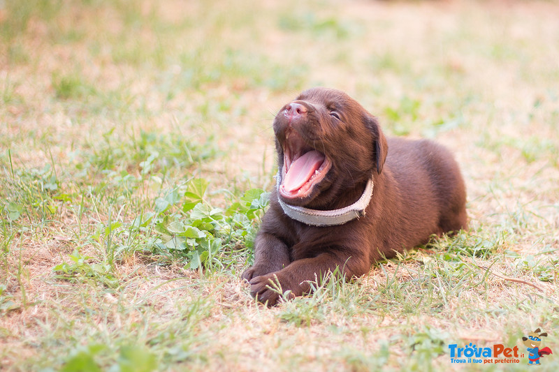 Cuccioli Labrador Retriever - Foto n. 2