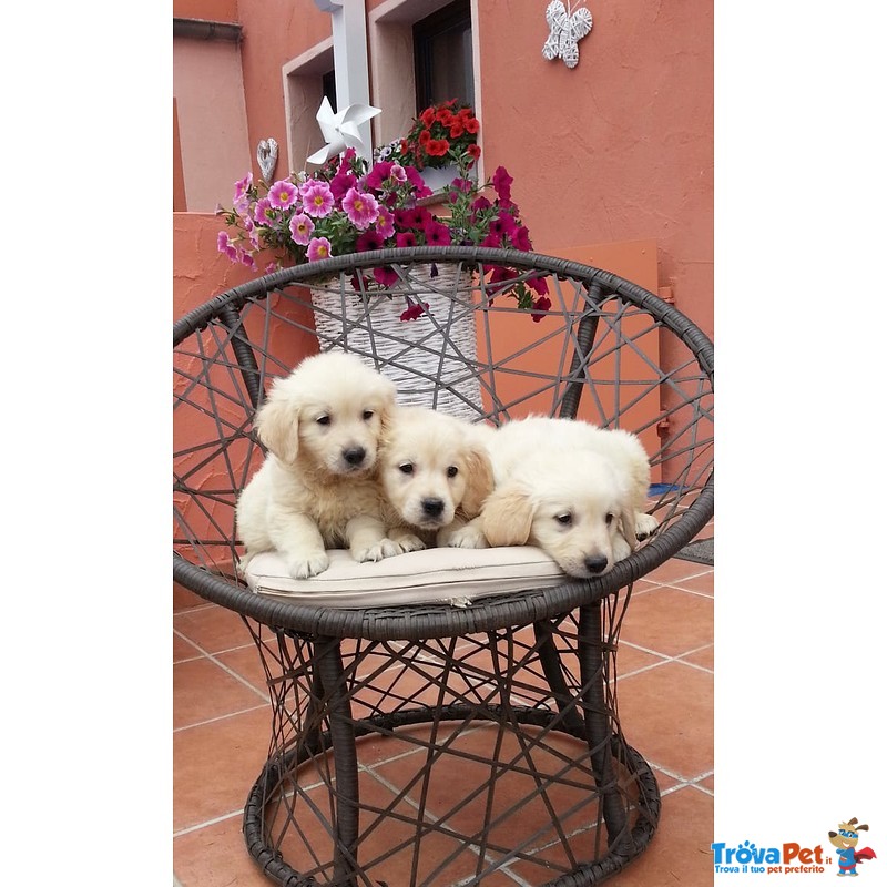 Bellissimi Cuccioli di Golden Retriever - Foto n. 1