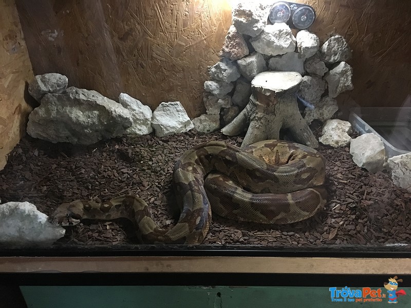 Boa Costrictor - Foto n. 1