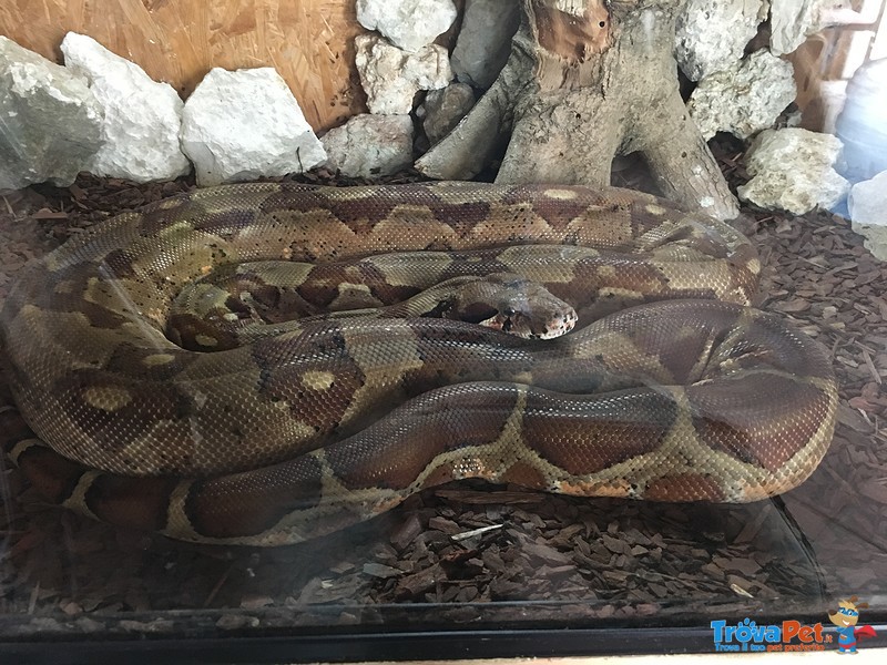 Boa Costrictor - Foto n. 2