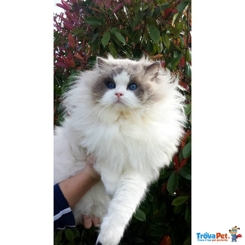 Gattini Ragdoll con Pedigree - Foto n. 3