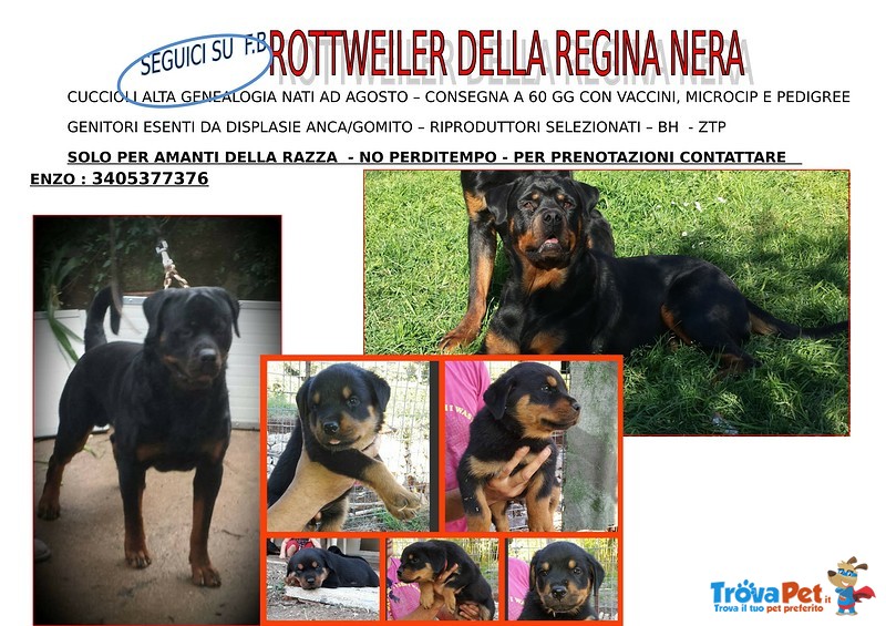 Cuccioli Rottweiler con Pedigree - Foto n. 1