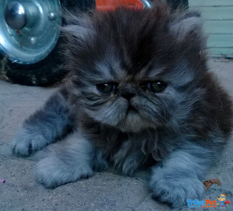 Cucciola di Persiano Black Tabby - Foto n. 2