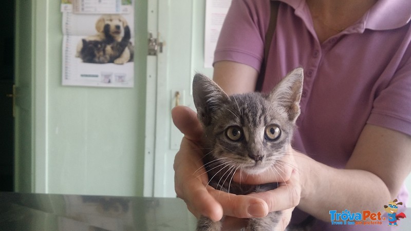 Pucci Gattina di 2 mesi in Adozione - Foto n. 2