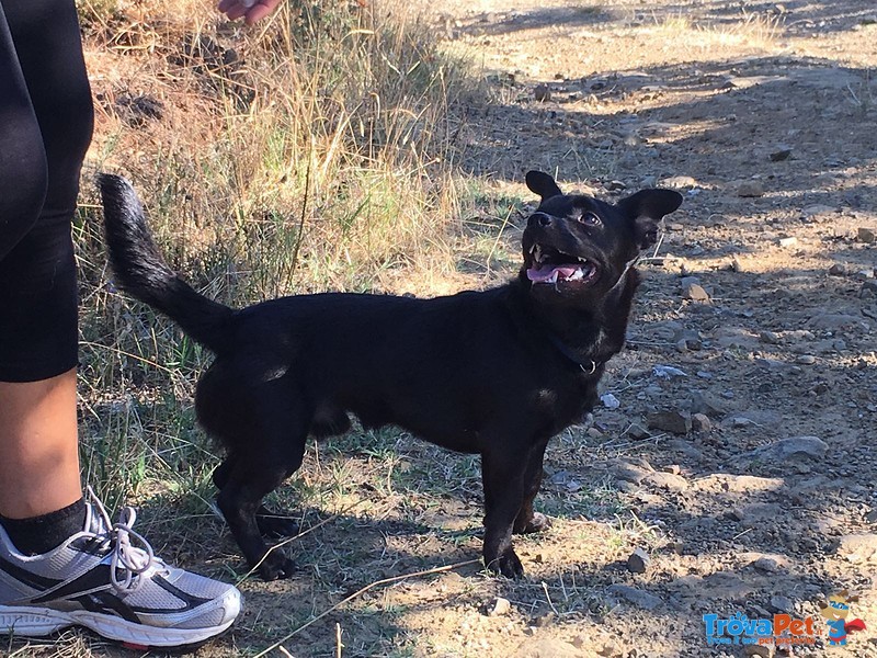 Cagnolino di 12 mesi Taglia Piccola (6,5 Kg) - Foto n. 3