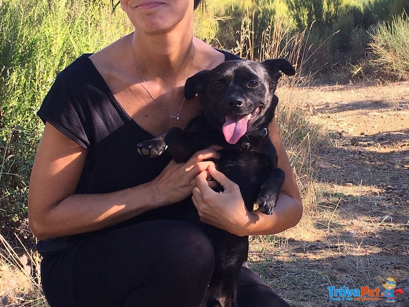 Cagnolino di 12 mesi Taglia Piccola (6,5 Kg) - Foto n. 4