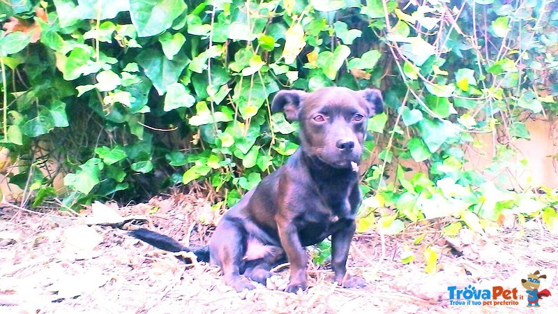 Cagnolino di 12 mesi Taglia Piccola (6,5 Kg) - Foto n. 6