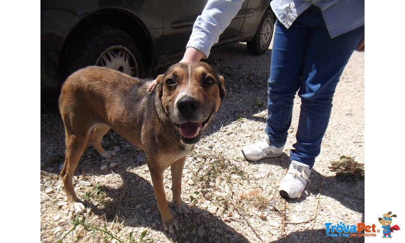 Cecilia, Reimmessa in Strada - Rischia di Sparire se Nessuno la Adotta - Foto n. 1