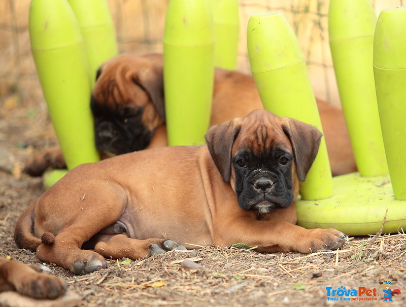 Cuccioli di Boxer - Foto n. 1