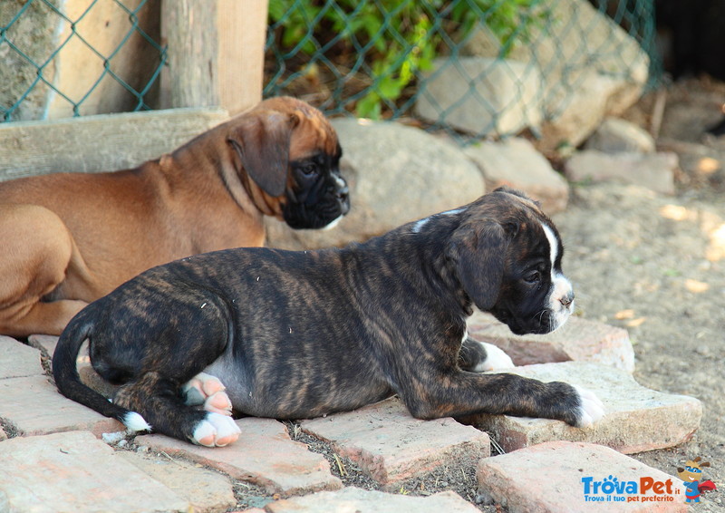 Cuccioli di Boxer - Foto n. 2