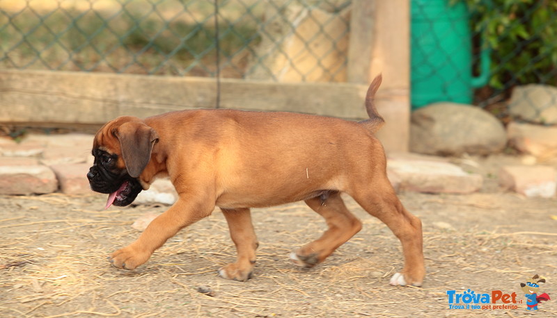 Cuccioli di Boxer - Foto n. 3