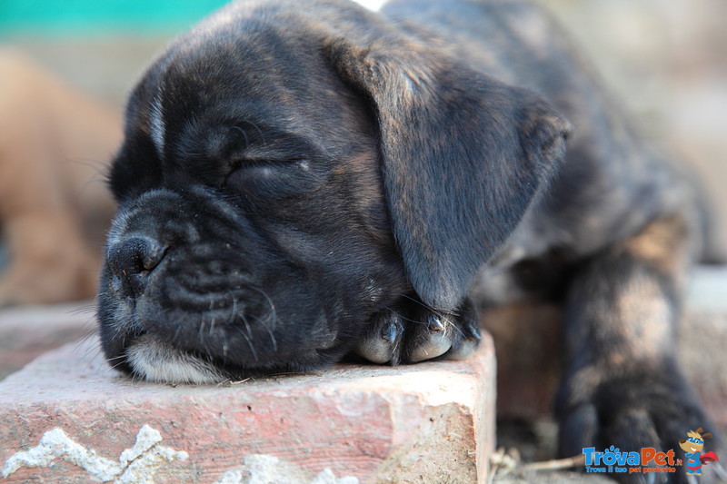 Cuccioli di Boxer - Foto n. 4