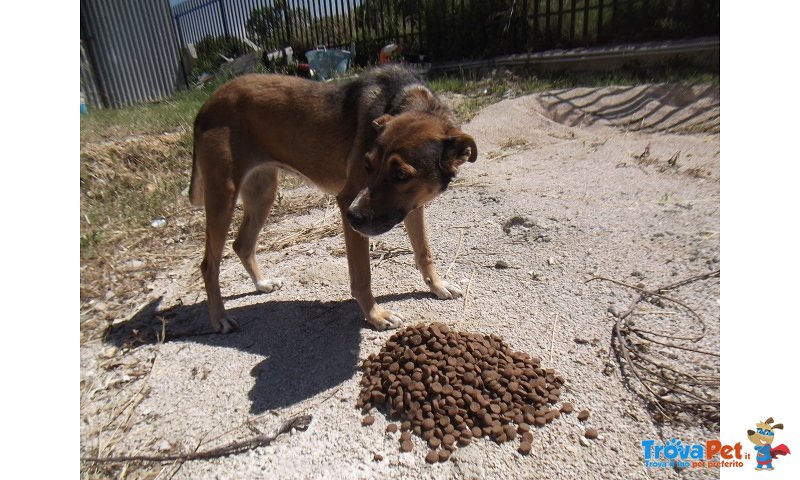 Cecilia, Reimmessa in Strada - Rischia di Sparire se Nessuno la Adotta - Foto n. 3