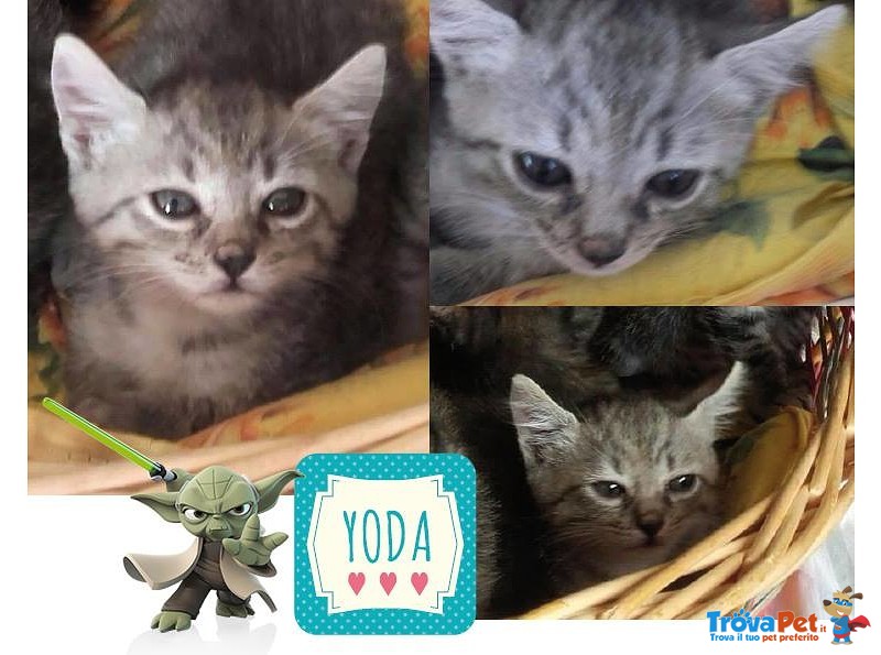 Yoda Dolce Pallina di pelo Morbido - Foto n. 1