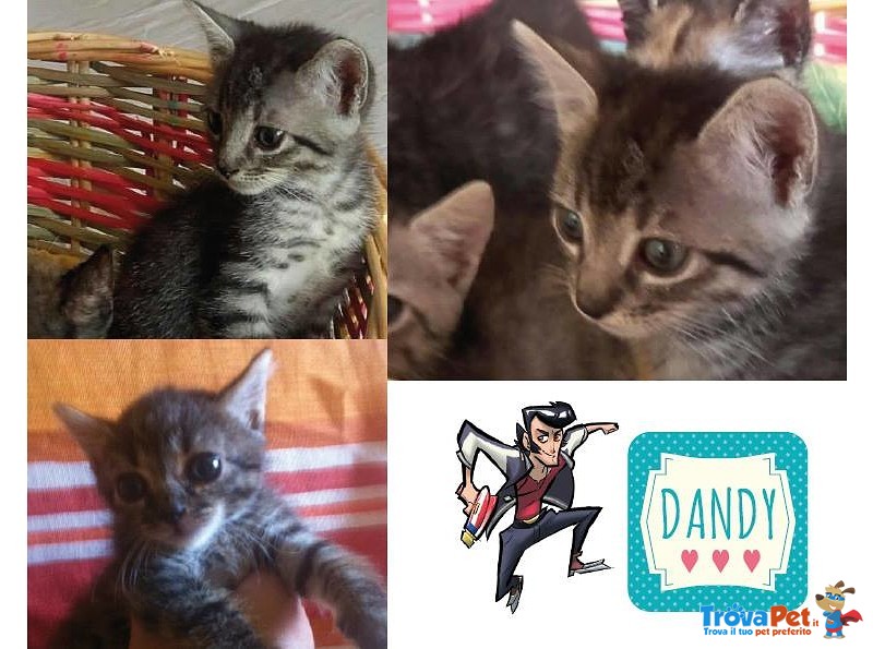 Dandy un Amore di Gattino - Foto n. 1