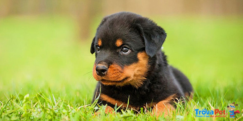 Cuccioli di Rottweiler - Foto n. 1