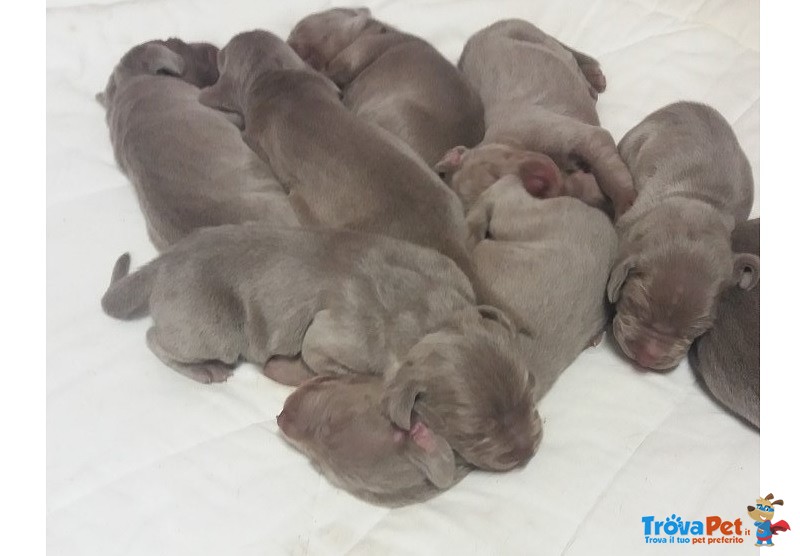 Weimaraner Cuccioli - Foto n. 1