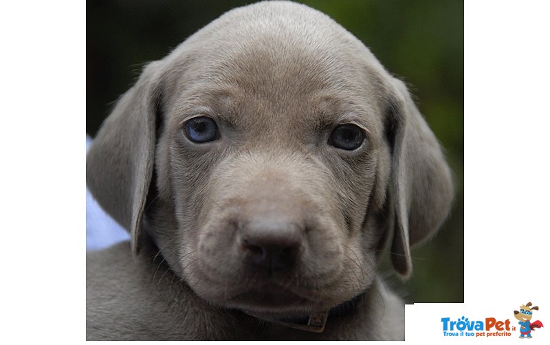 Weimaraner Cuccioli - Foto n. 2