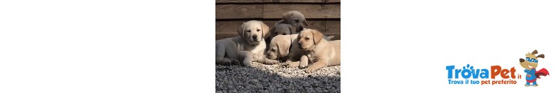 Cuccioli Labrador - Foto n. 1