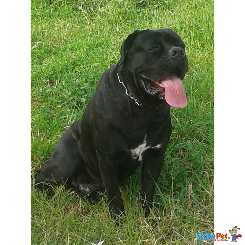 Cane Corso per Accoppiamento - Foto n. 2