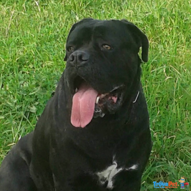 Cane Corso per Accoppiamento - Foto n. 1