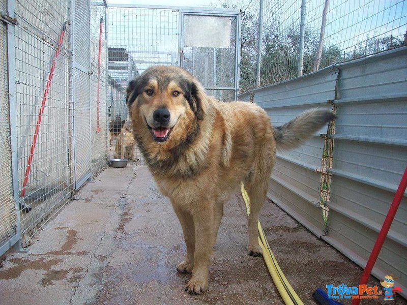 Bubi, 1 Anno, Simil Pastore del Caucaso. Chiuso in un box da solo si Dispera - Foto n. 1