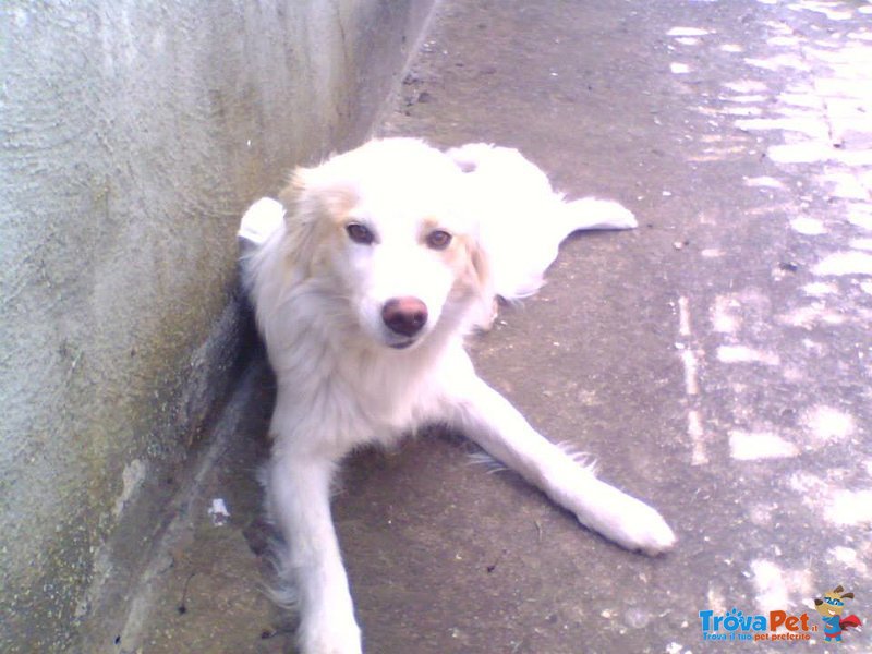 Layla, Volpina di Nemmeno 1 Anno. dopo la casa L'abbandono in Strada - Foto n. 1