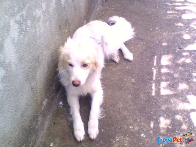 Layla, Volpina di Nemmeno 1 Anno. dopo la casa L'abbandono in Strada - Foto n. 2