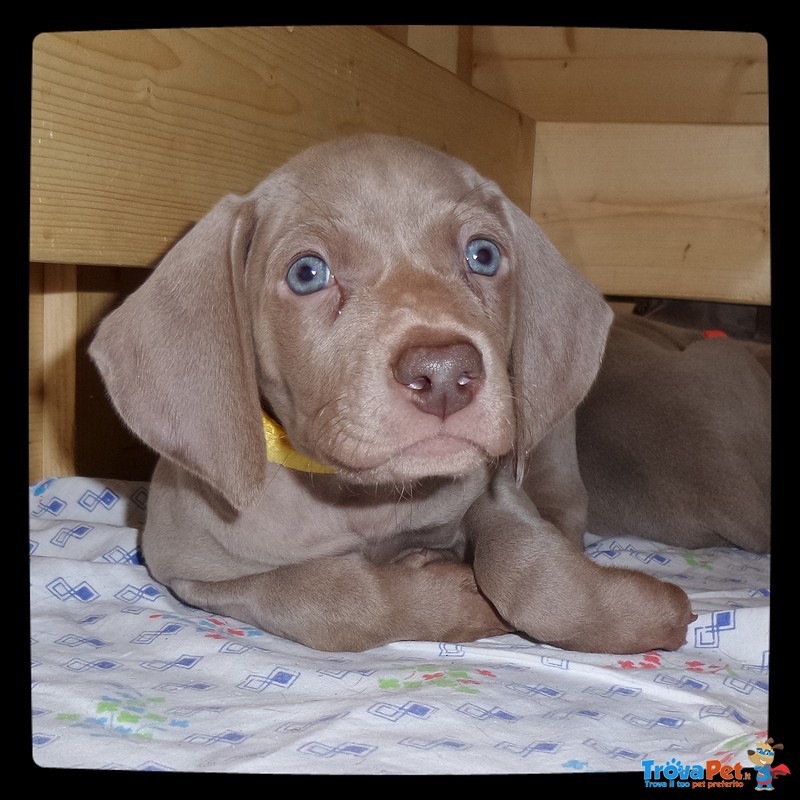 Cuccioli Weimaraner - Foto n. 2