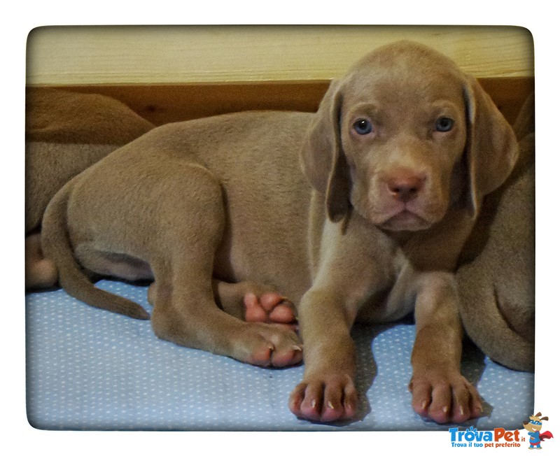 Cuccioli Weimaraner - Foto n. 4