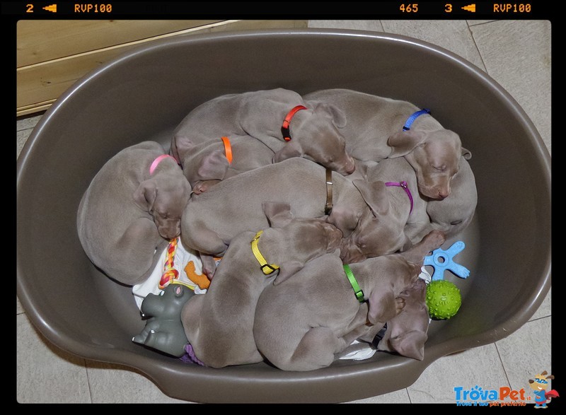 Cuccioli Weimaraner - Foto n. 6