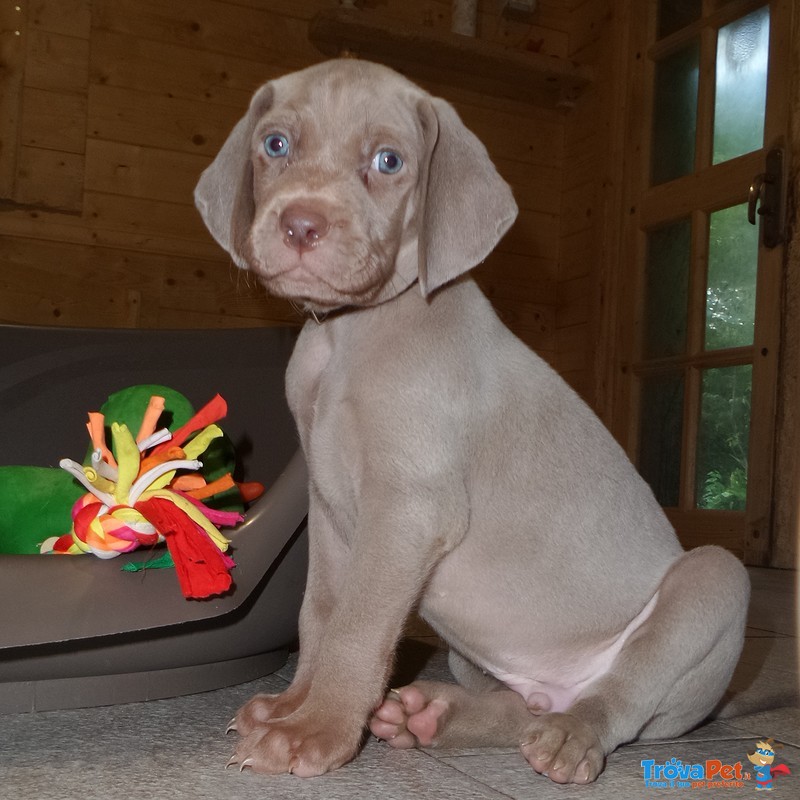 Cuccioli Weimaraner - Foto n. 7