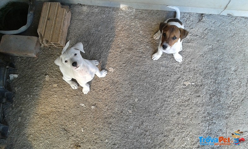 Jack Russell con Pedigree - Foto n. 1