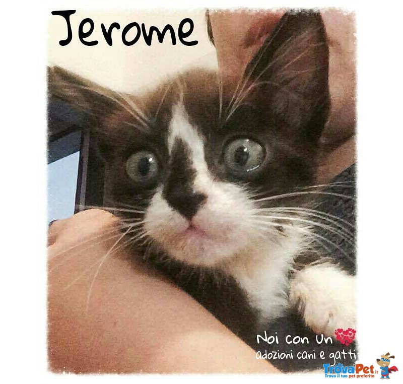 Jerome, Irresistibile Micino di Quasi due Mesi - Foto n. 1