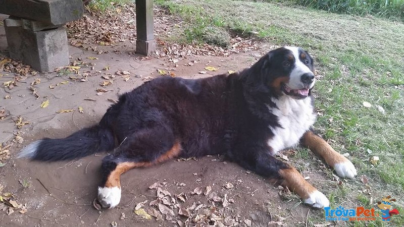 Bovaro del Bernese Cuccioli - Foto n. 1