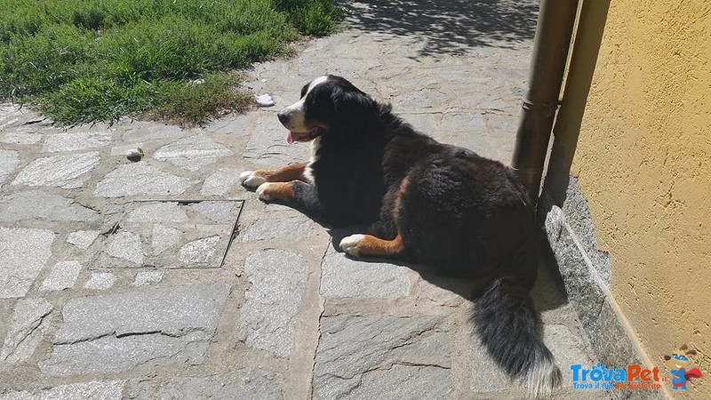 Bovaro del Bernese Cuccioli - Foto n. 2