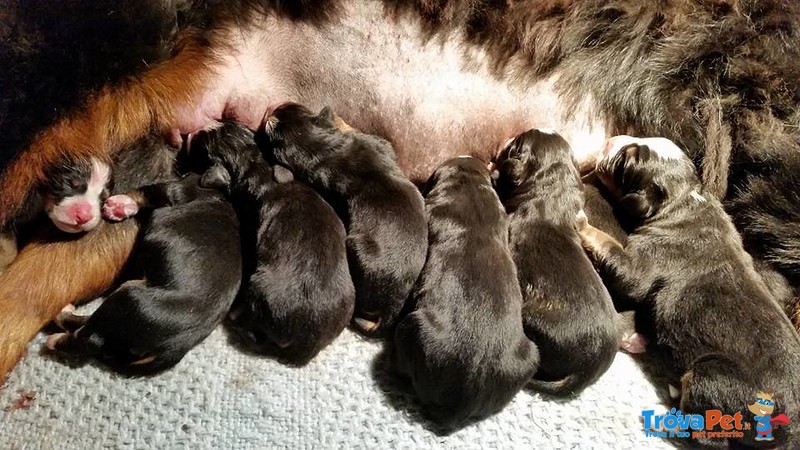 Bovaro del Bernese Cuccioli - Foto n. 3