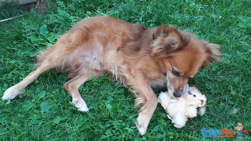 Cagnolino Tutto Coccole - Foto n. 1