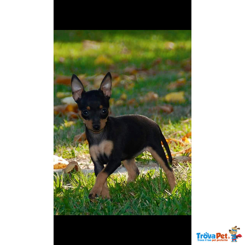 Pinscher Toy - Foto n. 1