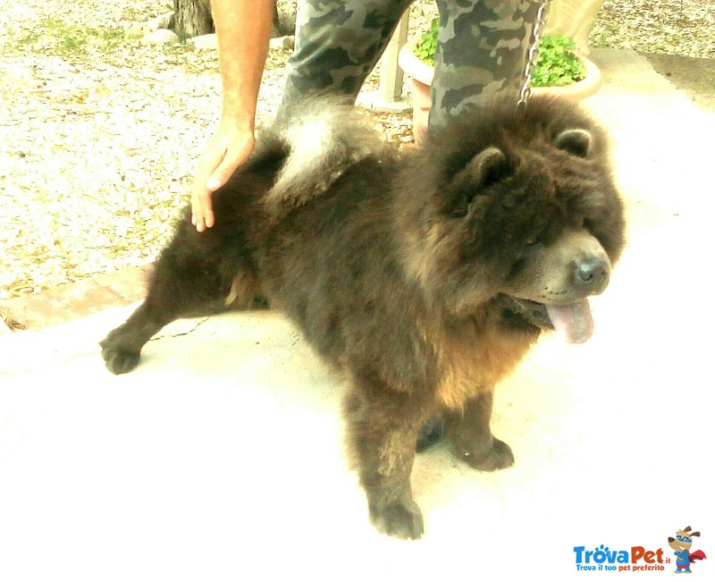 Chow chow blu per Femmina - Foto n. 1