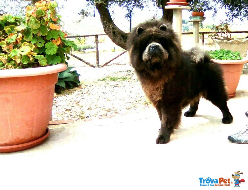 Chow chow blu per Femmina - Foto n. 2