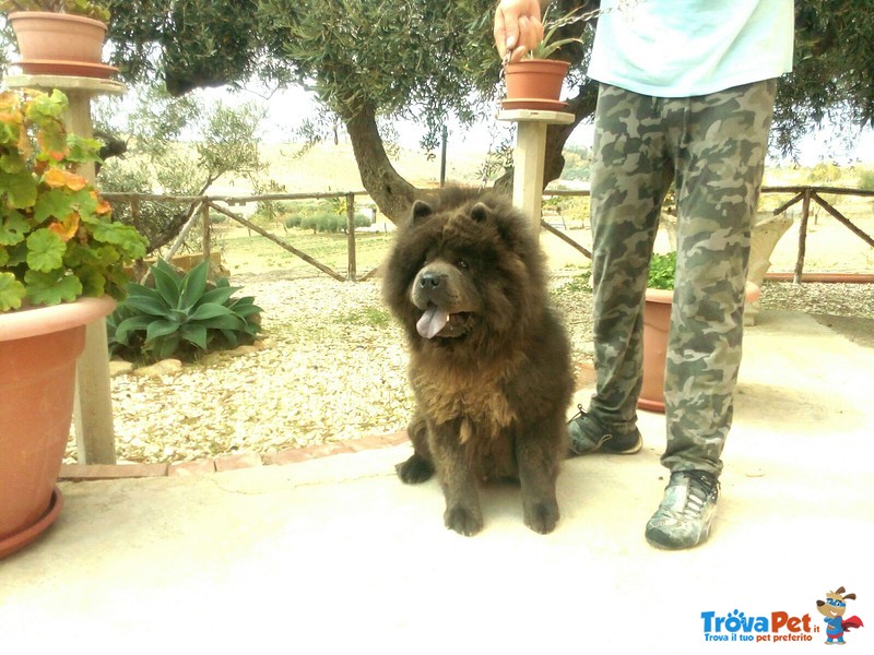 Chow chow blu per Femmina - Foto n. 3