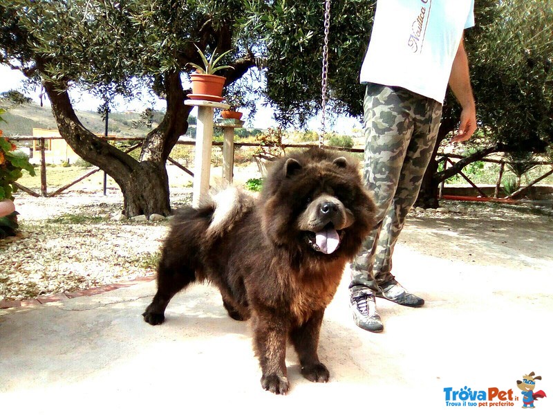 Chow chow blu per Femmina - Foto n. 4